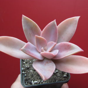 Echeveria   Fred  Ives