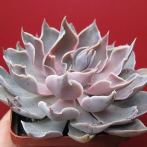 Echeveria   strictiflora   hybr.     F1