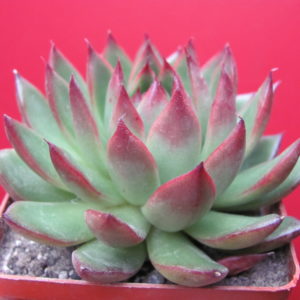 Echeveria  agavoides     Cristmas