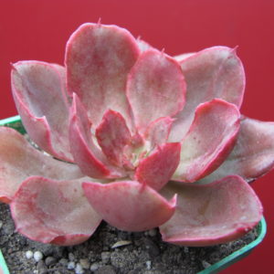 Echeveria   Red  Prince