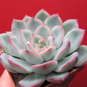 Echeveria    Hercules