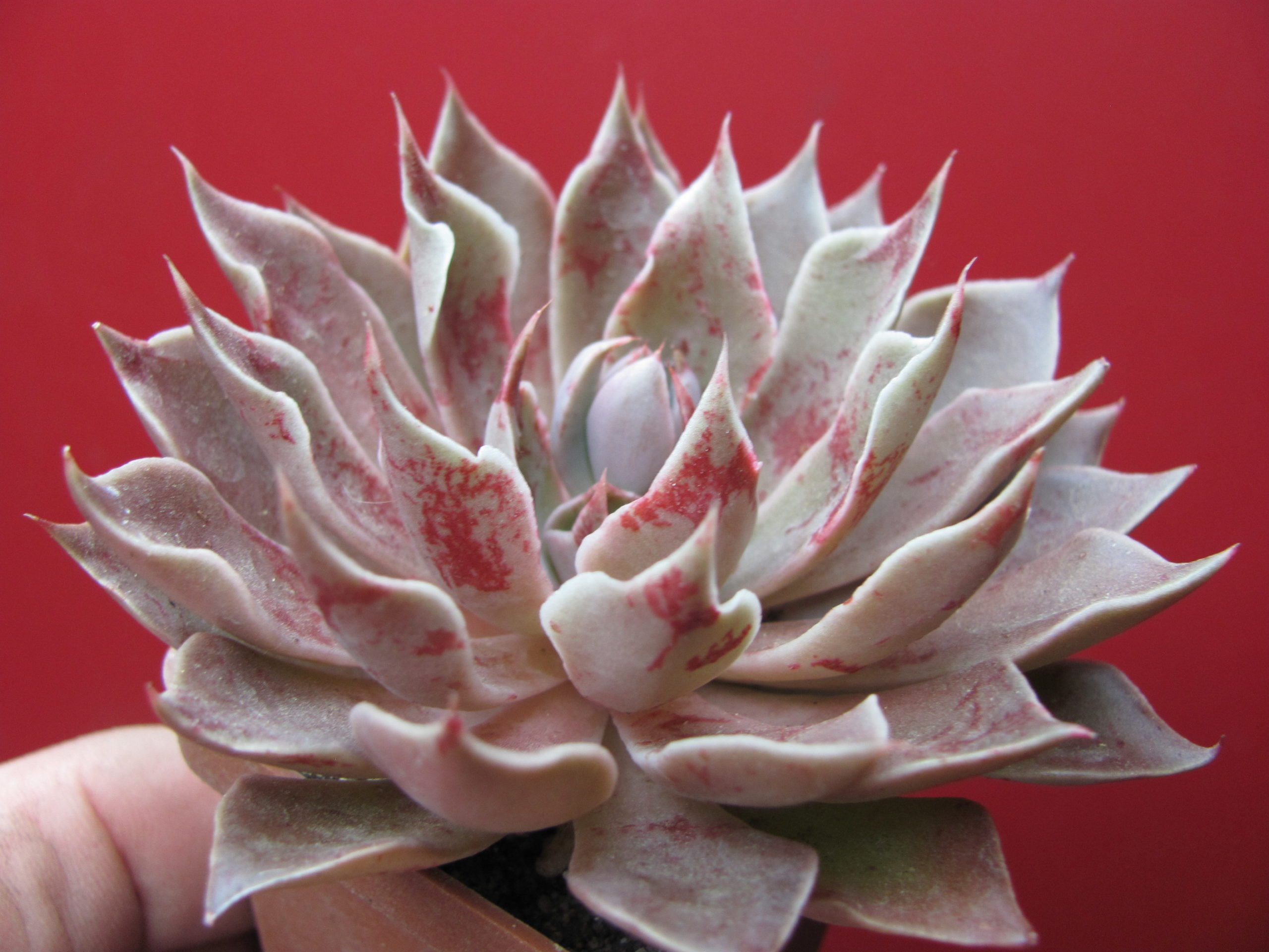 Echeveria    strictiflora   hybr.    F2