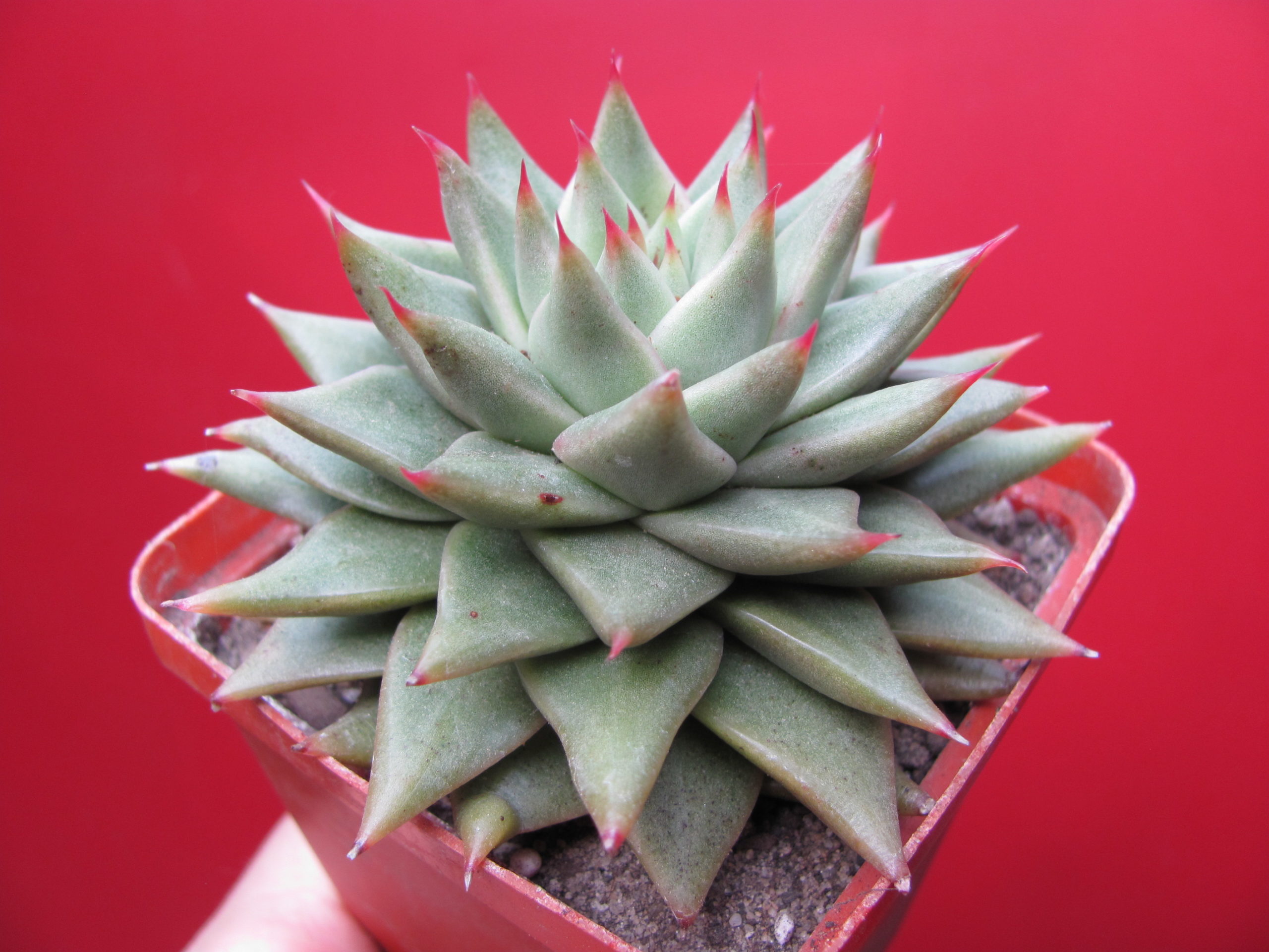Echeveria   agavoides   Aguamarin