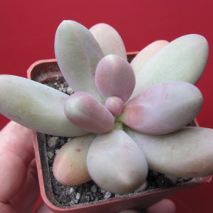 Pachyphytum   *Capitan  Jessop*