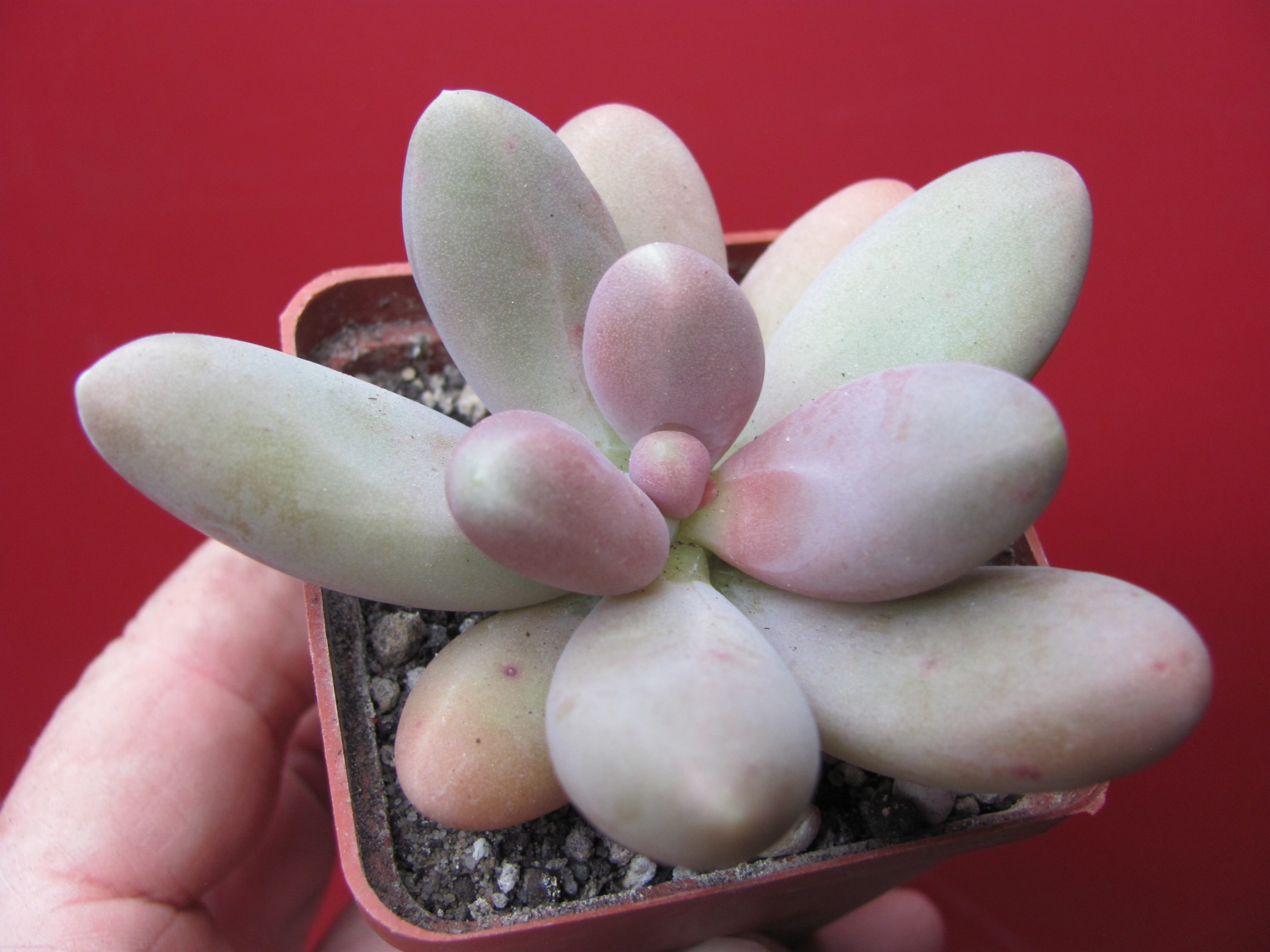 Pachyphytum *Capitan Jessop*