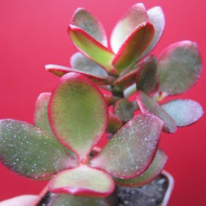 Crassula