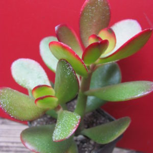 Crassula   ovata