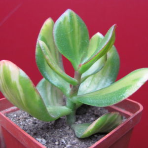 Crassula   Solana
