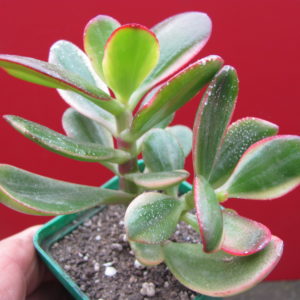 Crassula    Hummels  Sunset    variegata