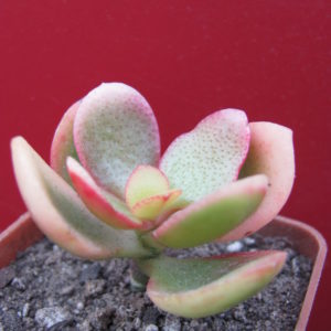 Crassula  Hummels  Sunset   F2