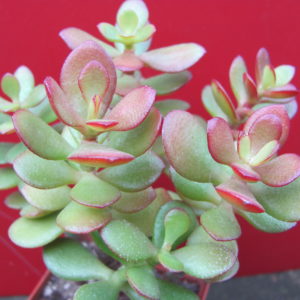 Crassula   ovata   minor