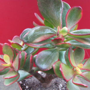 Crassula   Humels  Sunset    variegata