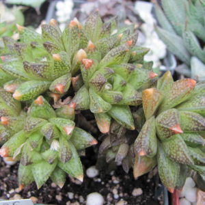 Haworthia   reticulata    Dublin