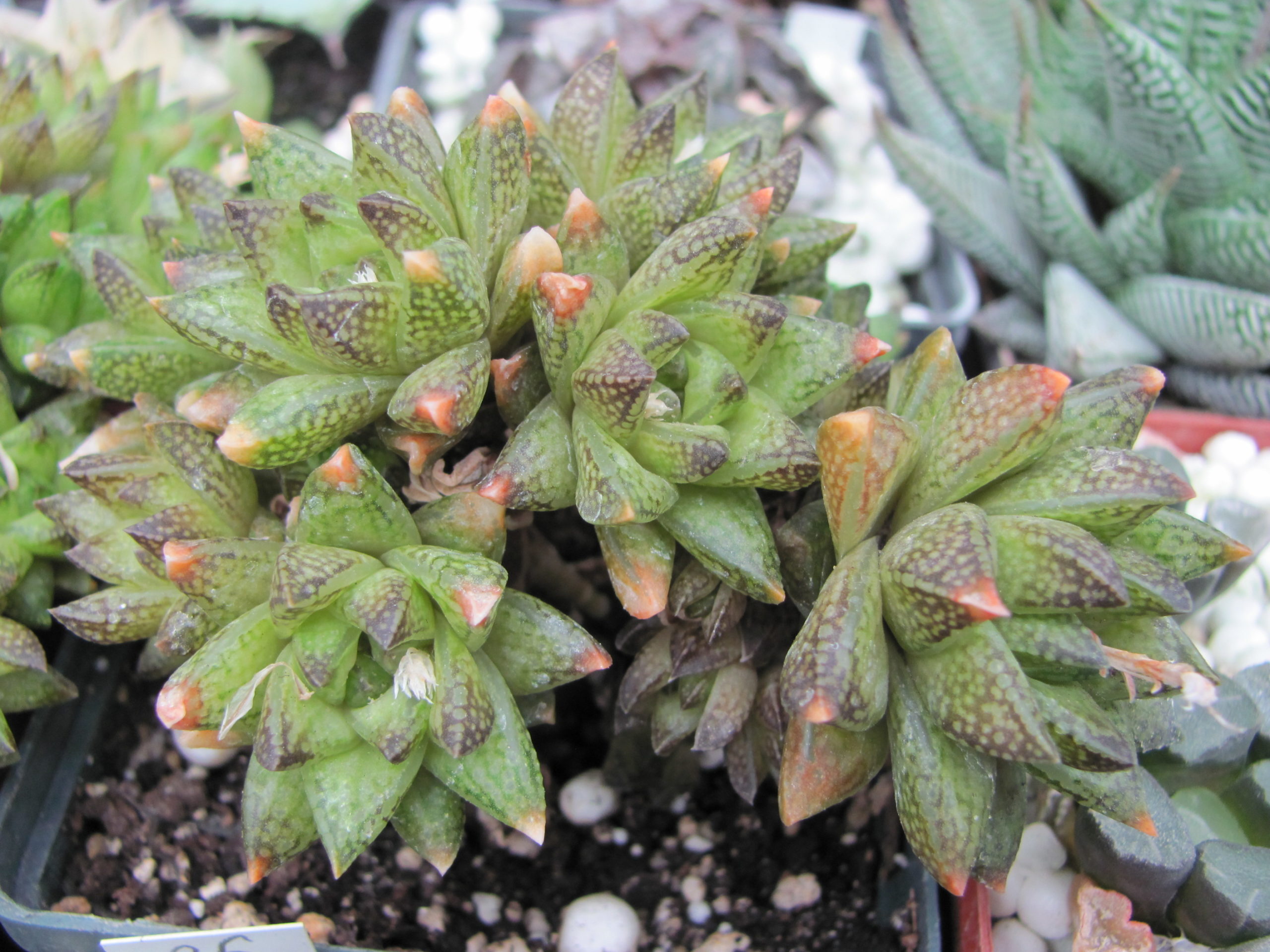 Haworthia   reticulata    Dublin