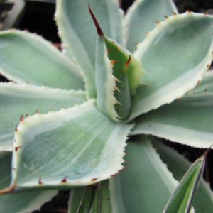 Agava   *Kissho Kan*   variegata