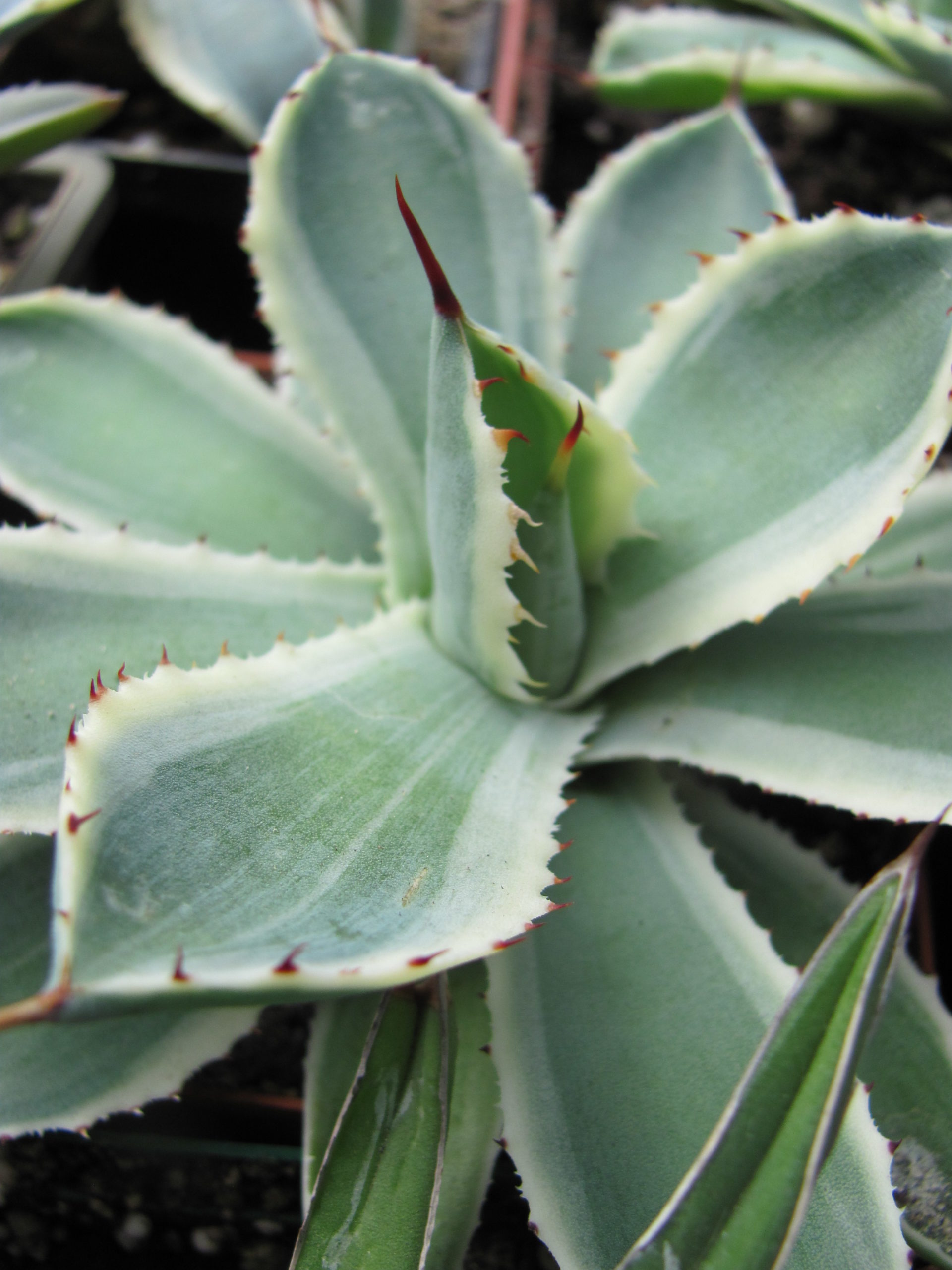 Agava   *Kissho Kan*   variegata