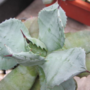 Agava  potatorum