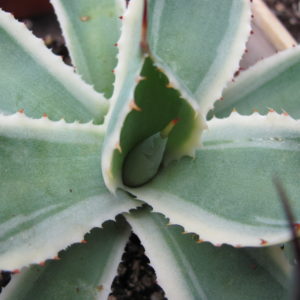 Agava   *Kissho  Kan*   variegata