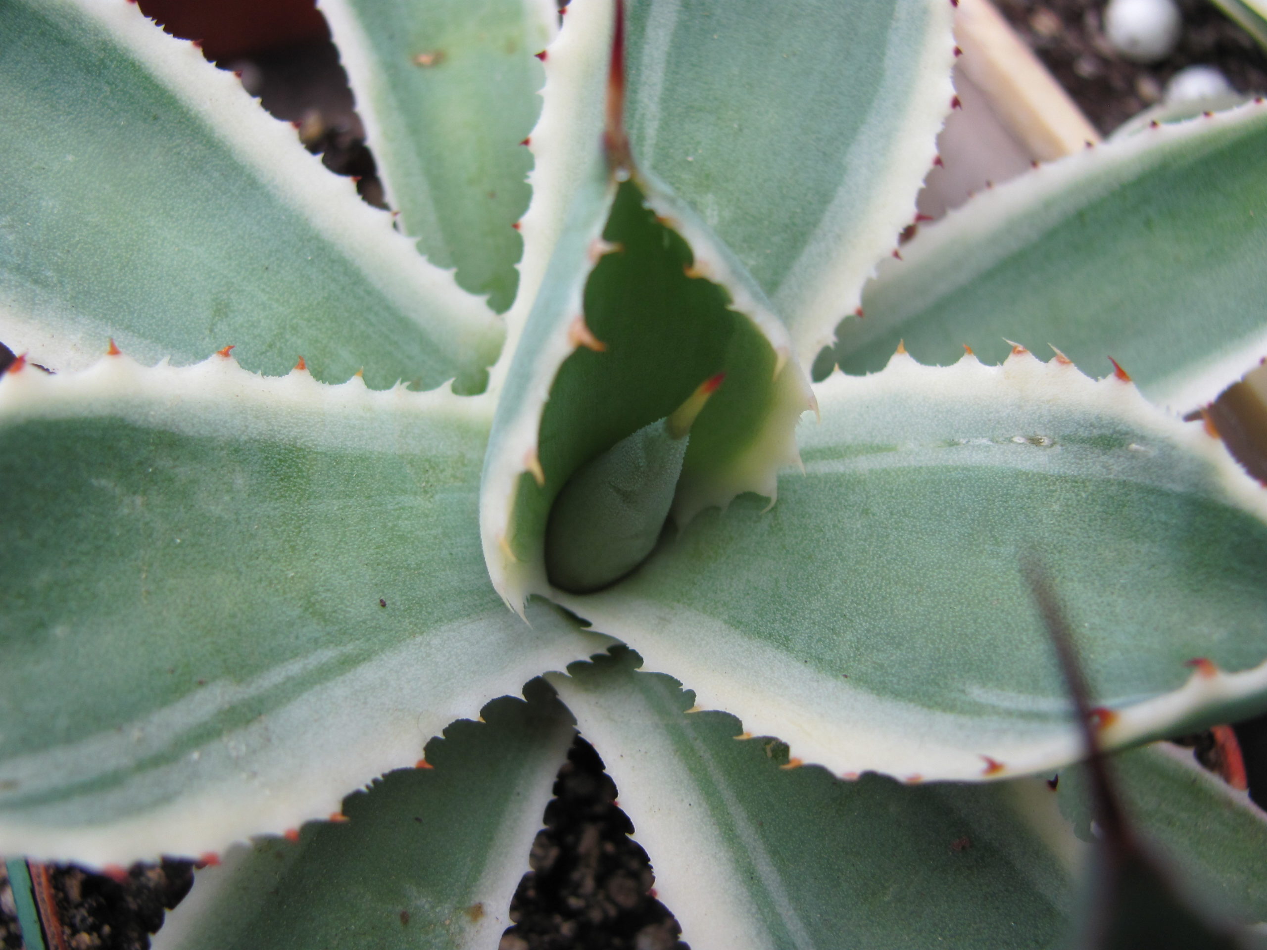 Agava   *Kissho  Kan*   variegata