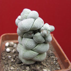 Crassula deceptor
