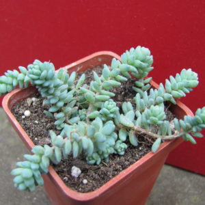 Sedum  dasyphyllum  *Major*