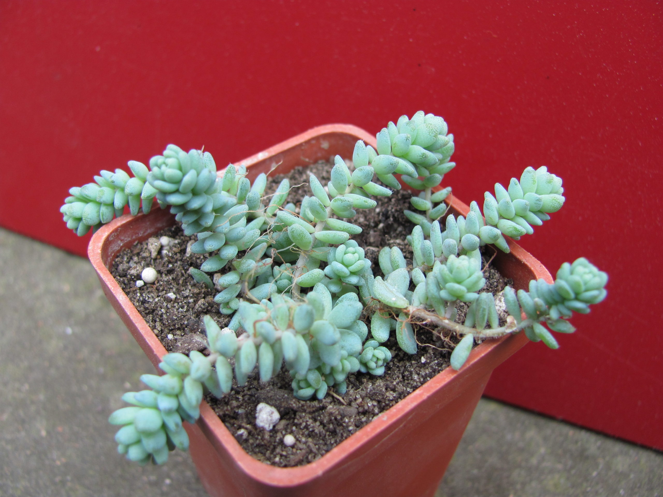 Sedum  dasyphyllum  *Major*