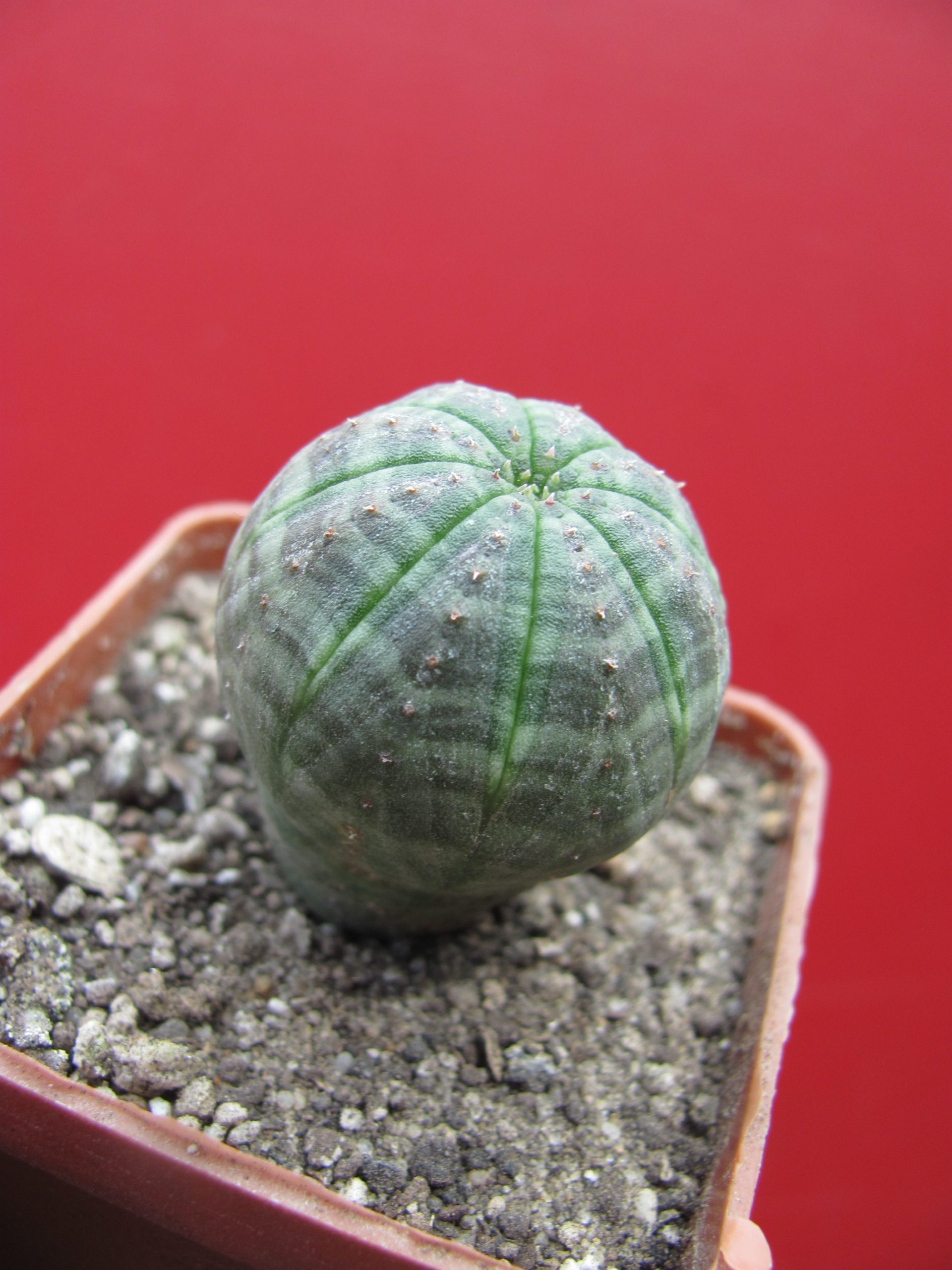 Euphorbia  simmetrica