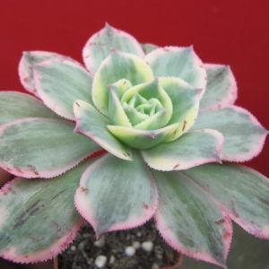 Aeonium  Sunburst  variegata