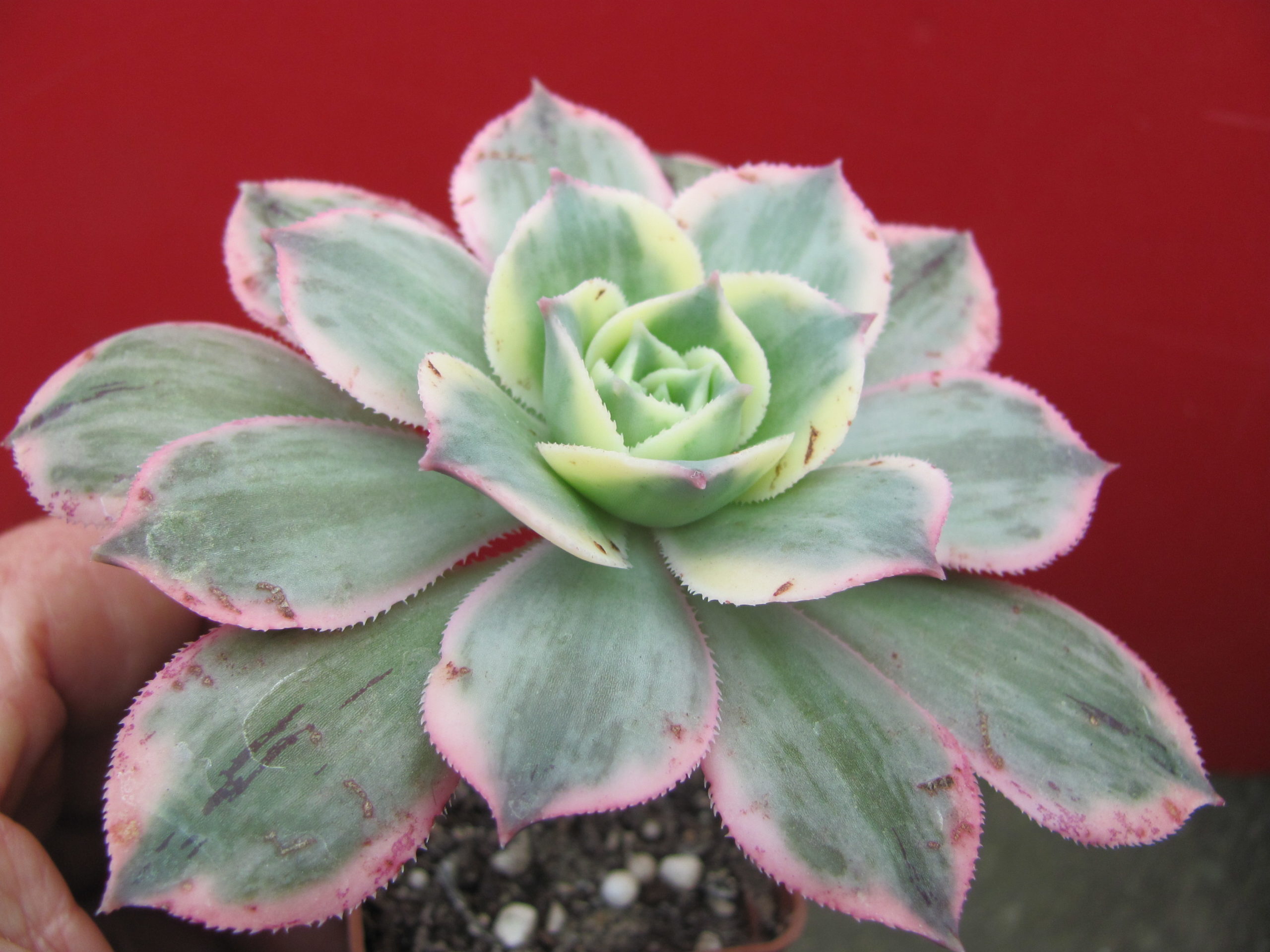 Aeonium Sunburst variegata
