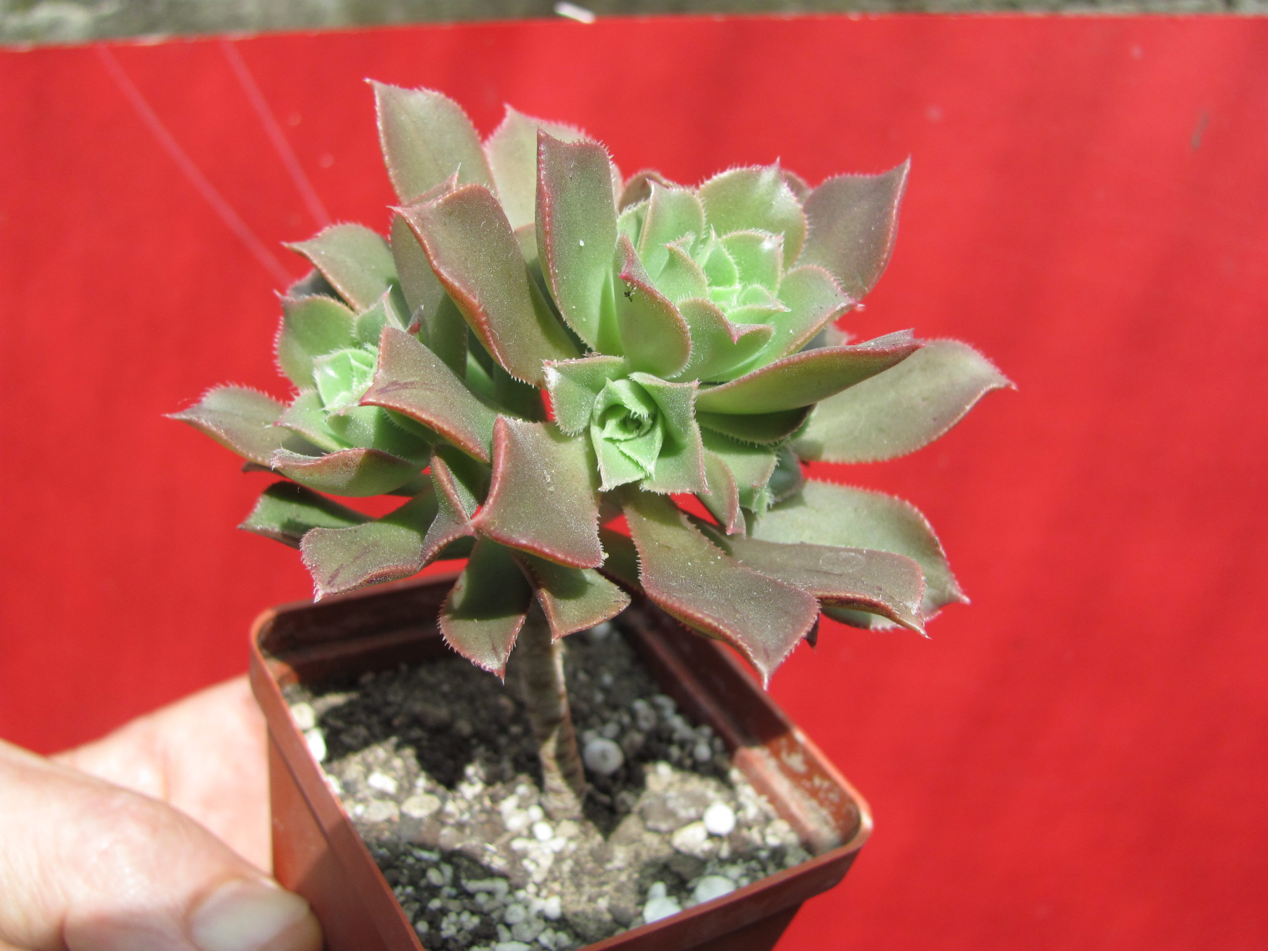Aeonium
