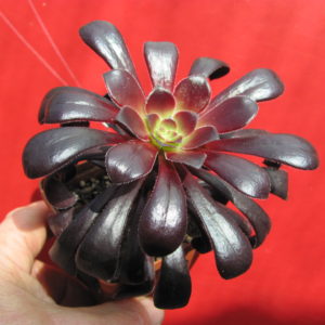Aeonium   Schwarzkopf