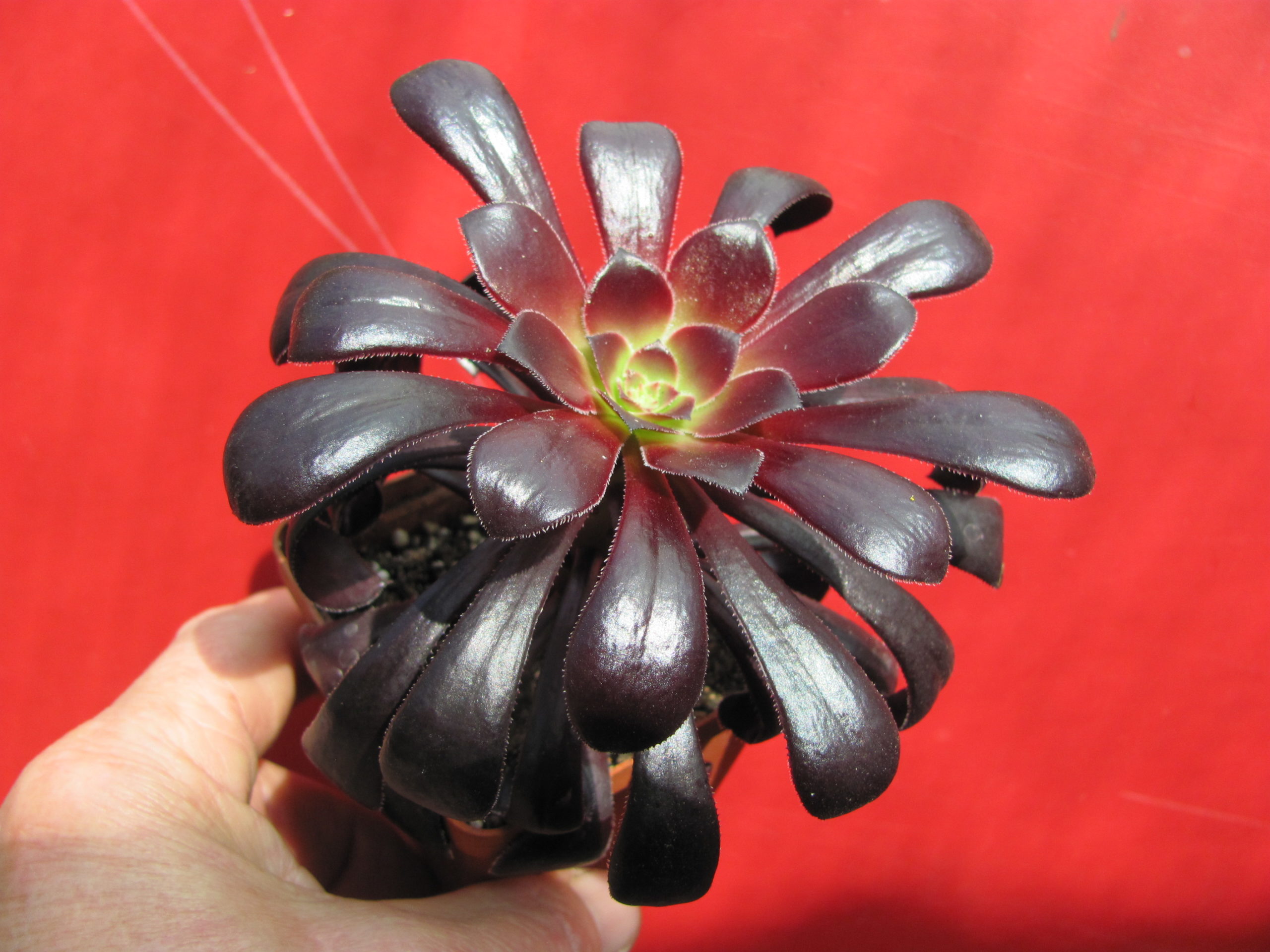 Aeonium   Schwarzkopf