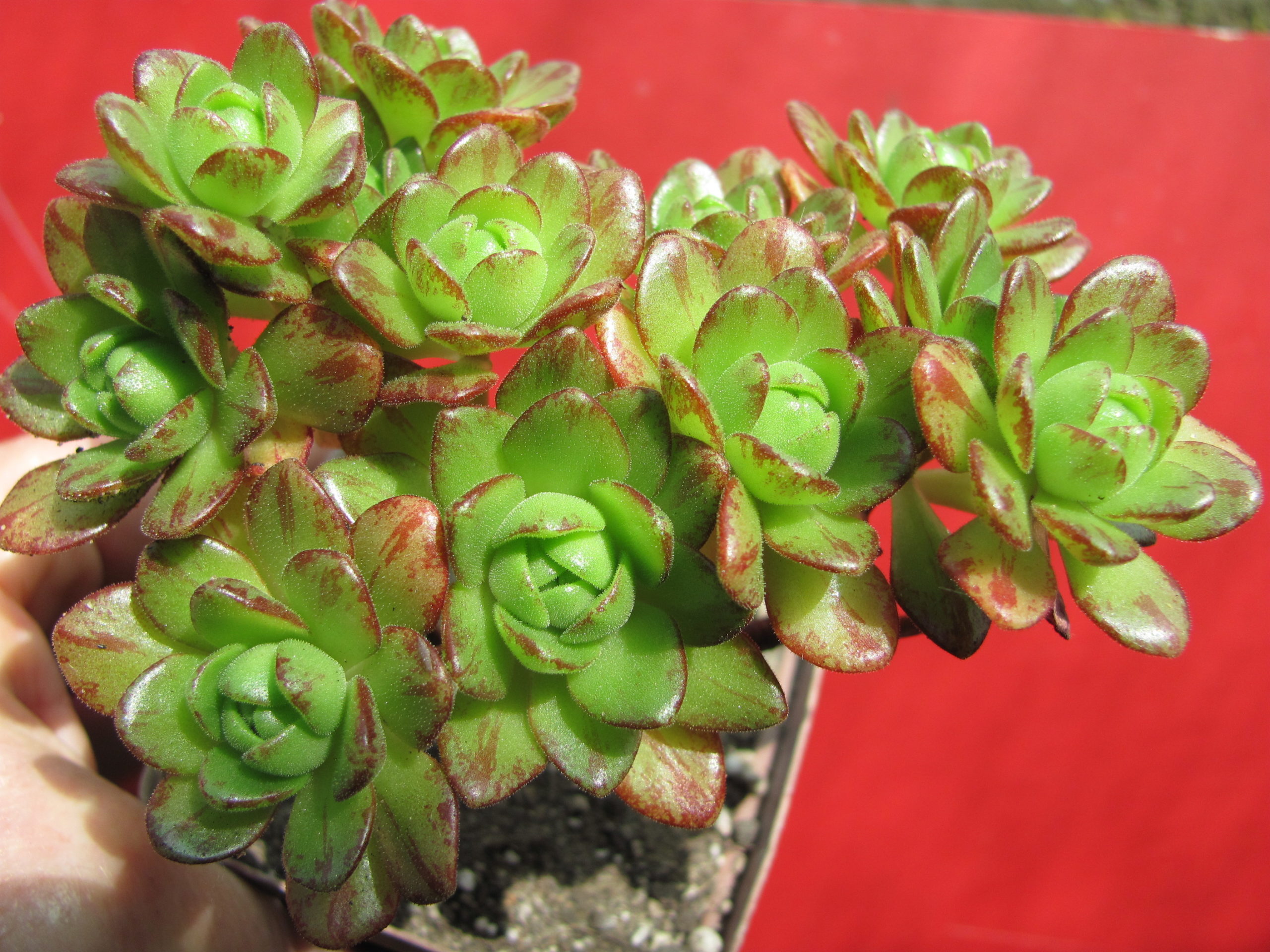 Aeonium  sedifolium  hybr.