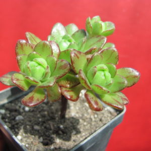 Aeonium   sedifolium   hybr.