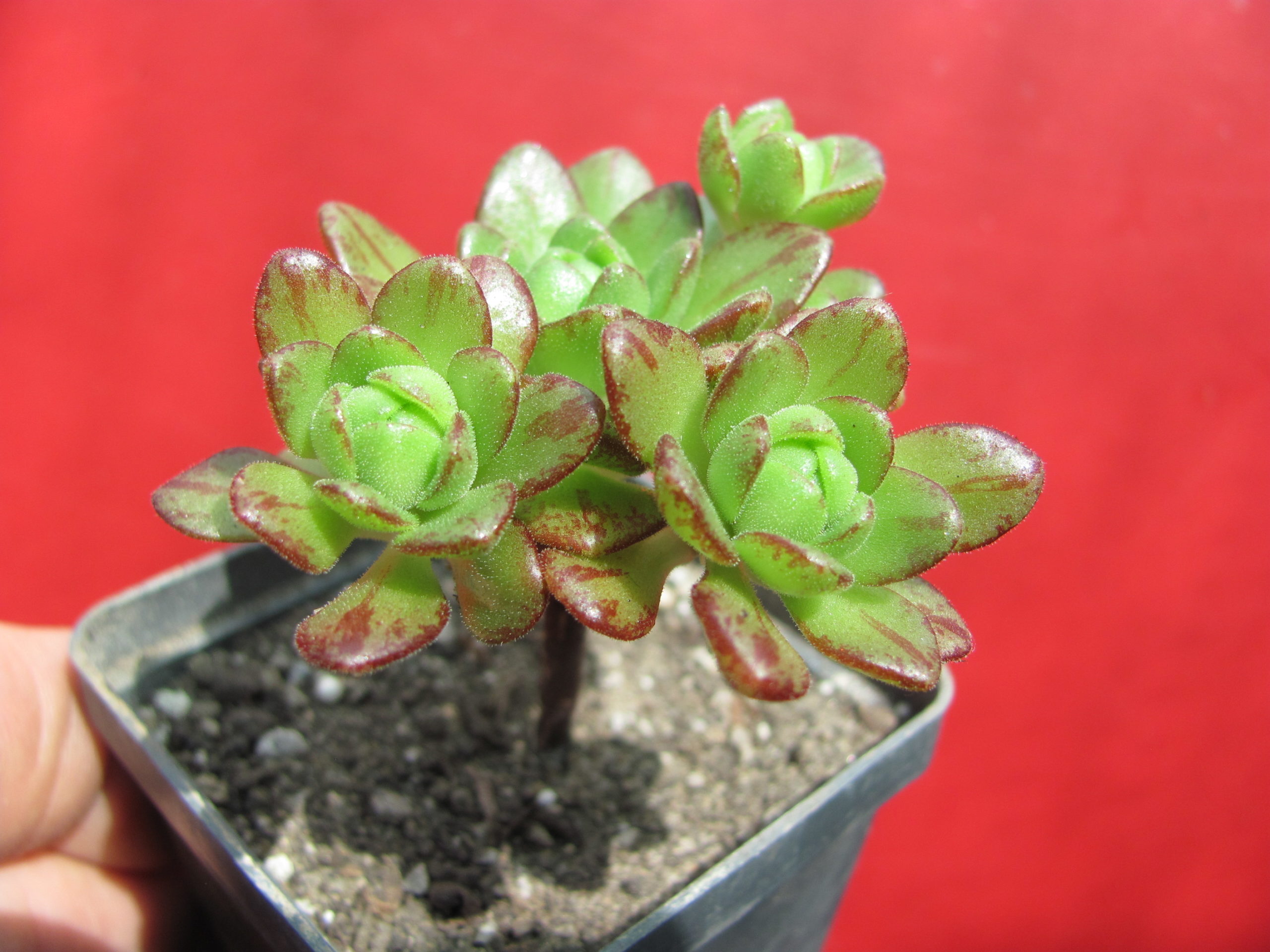 Aeonium   sedifolium   hybr.