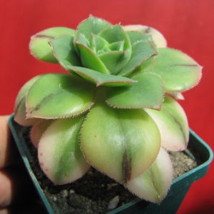 Aeonium  Florescens
