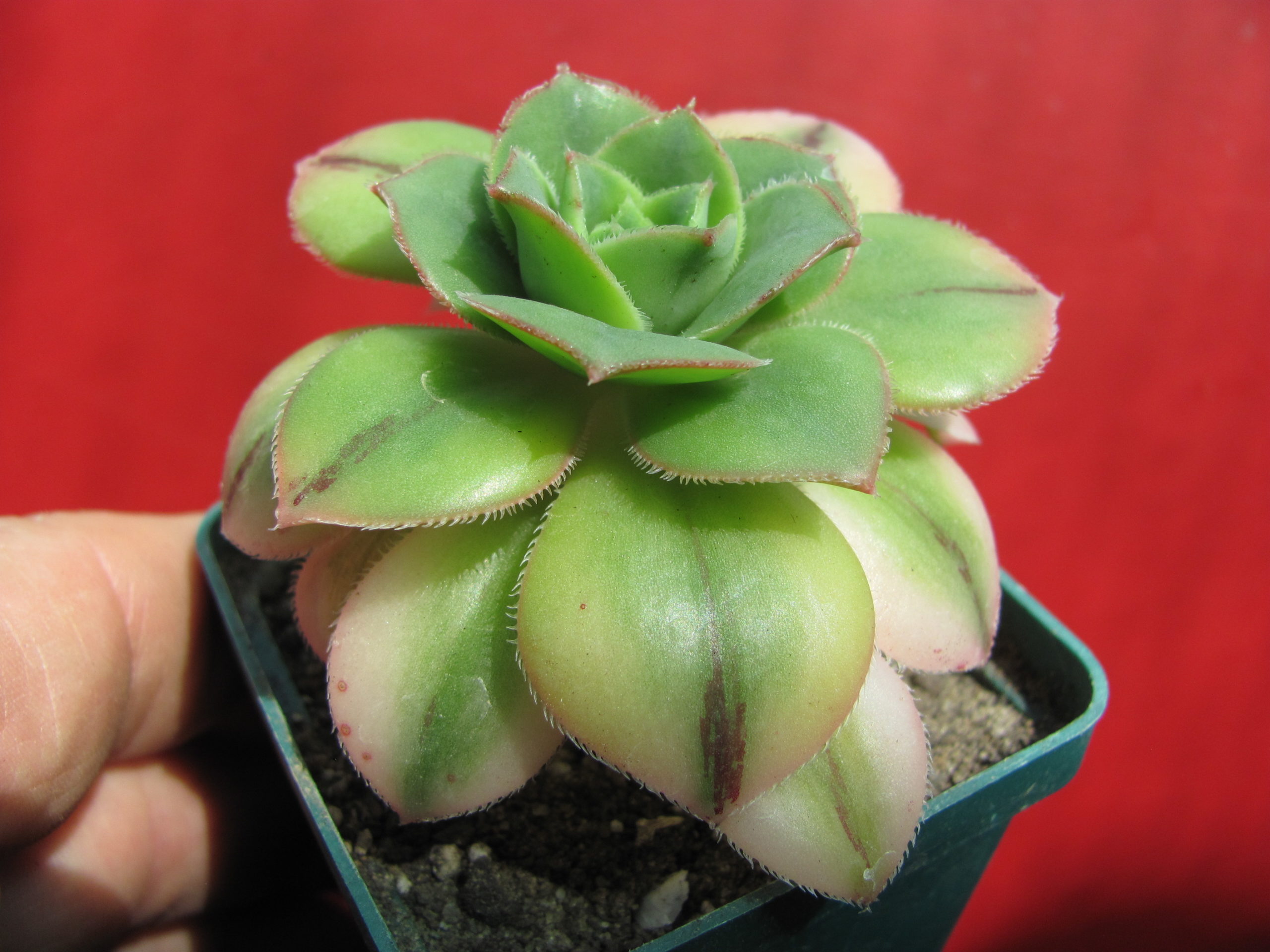 Aeonium  Florescens
