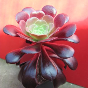 Aeonium  Velour