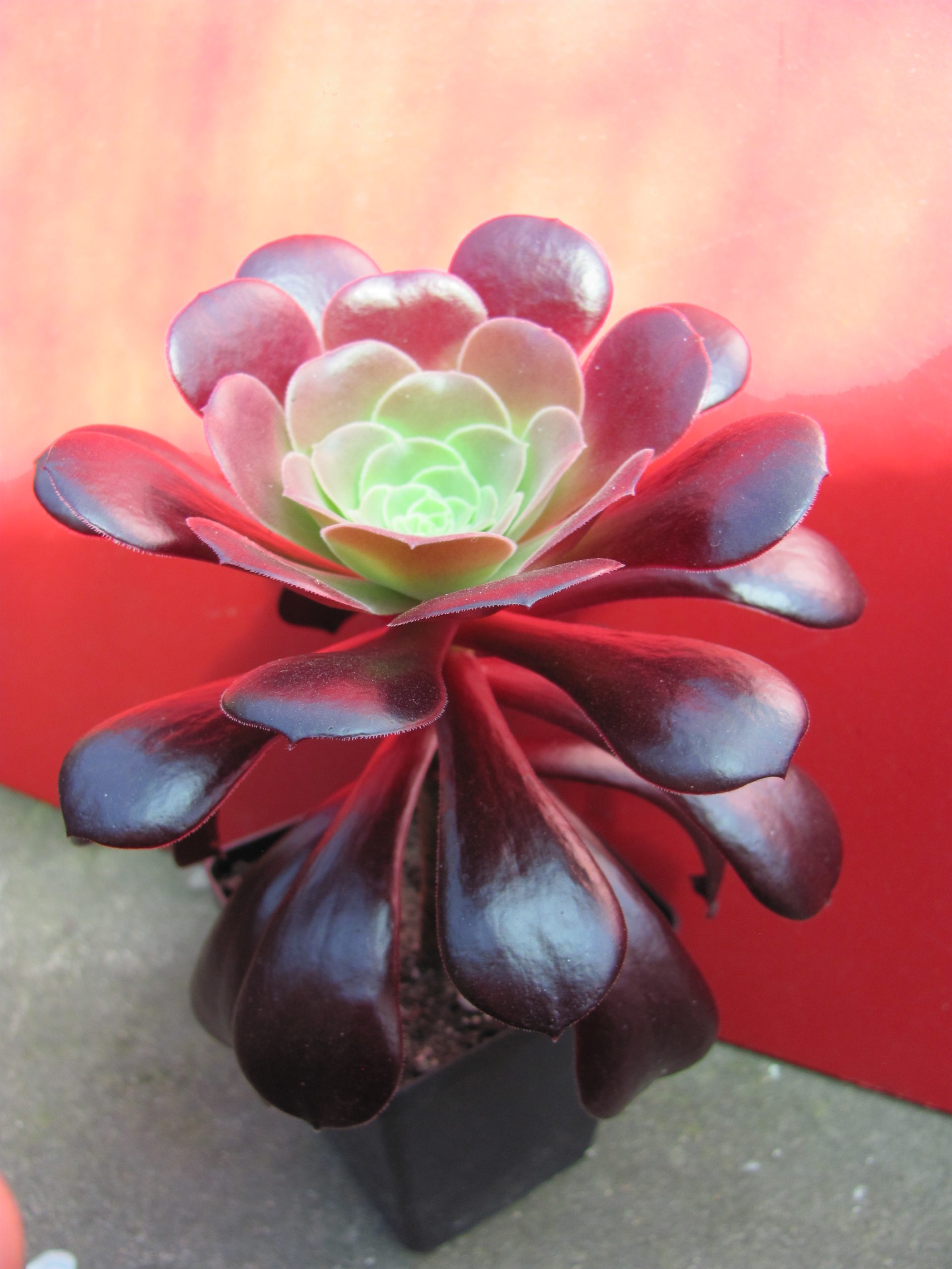 Aeonium  Velour