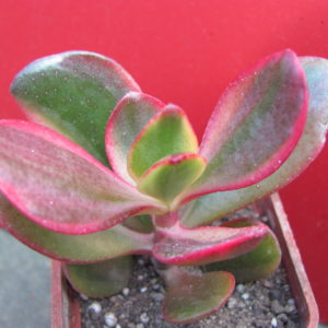 Crassula  Hummels  Sunset  variegata