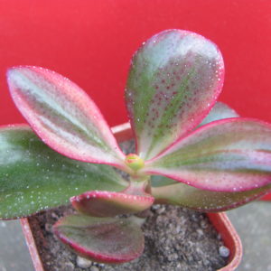 Crassula  Hummels  Sunset   variegata