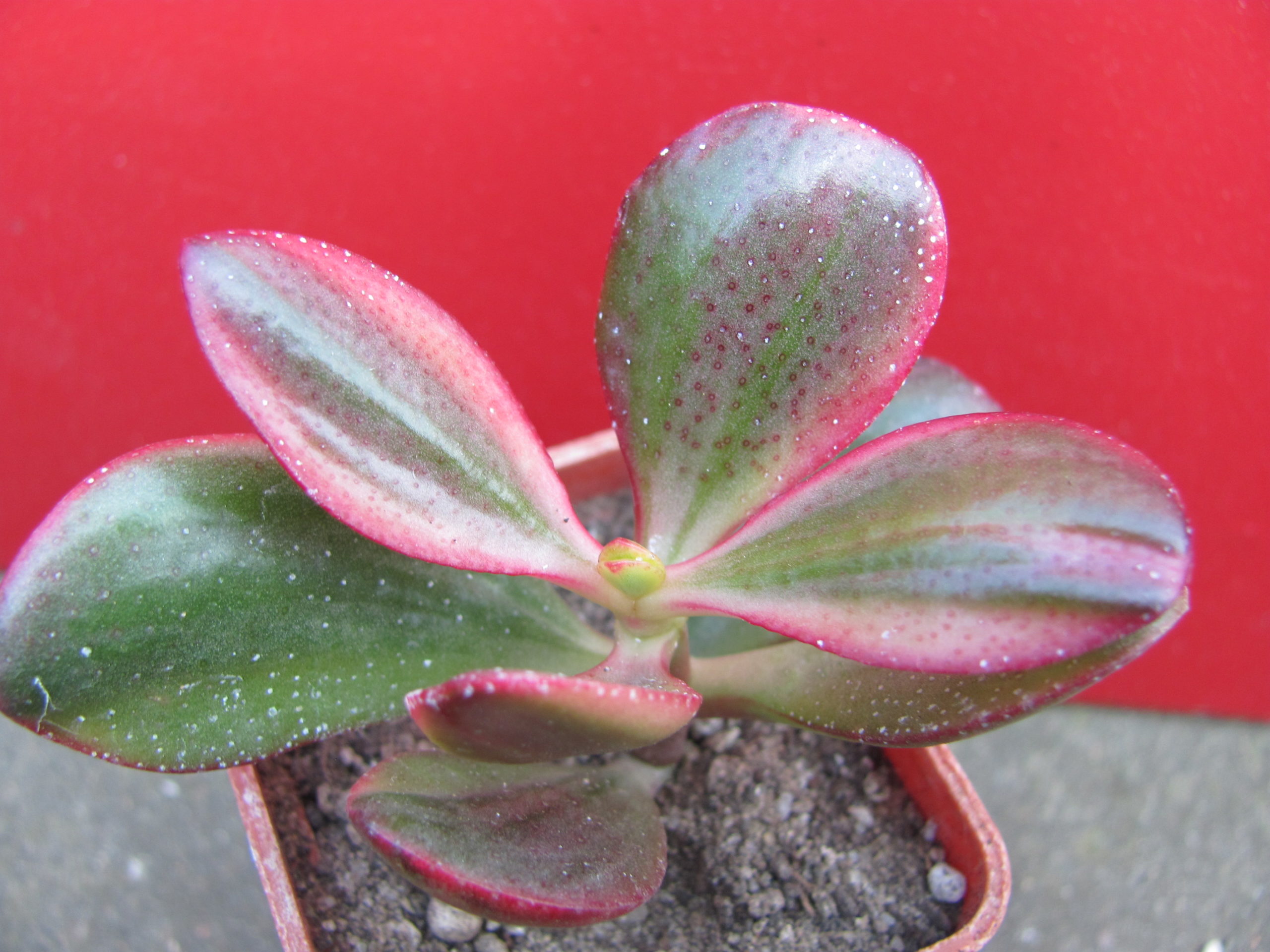 Crassula  Hummels  Sunset   variegata