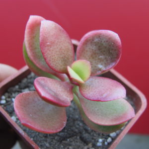 Crassula  Hummels  Sunset    F2