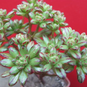 Aeonium   sedifolium