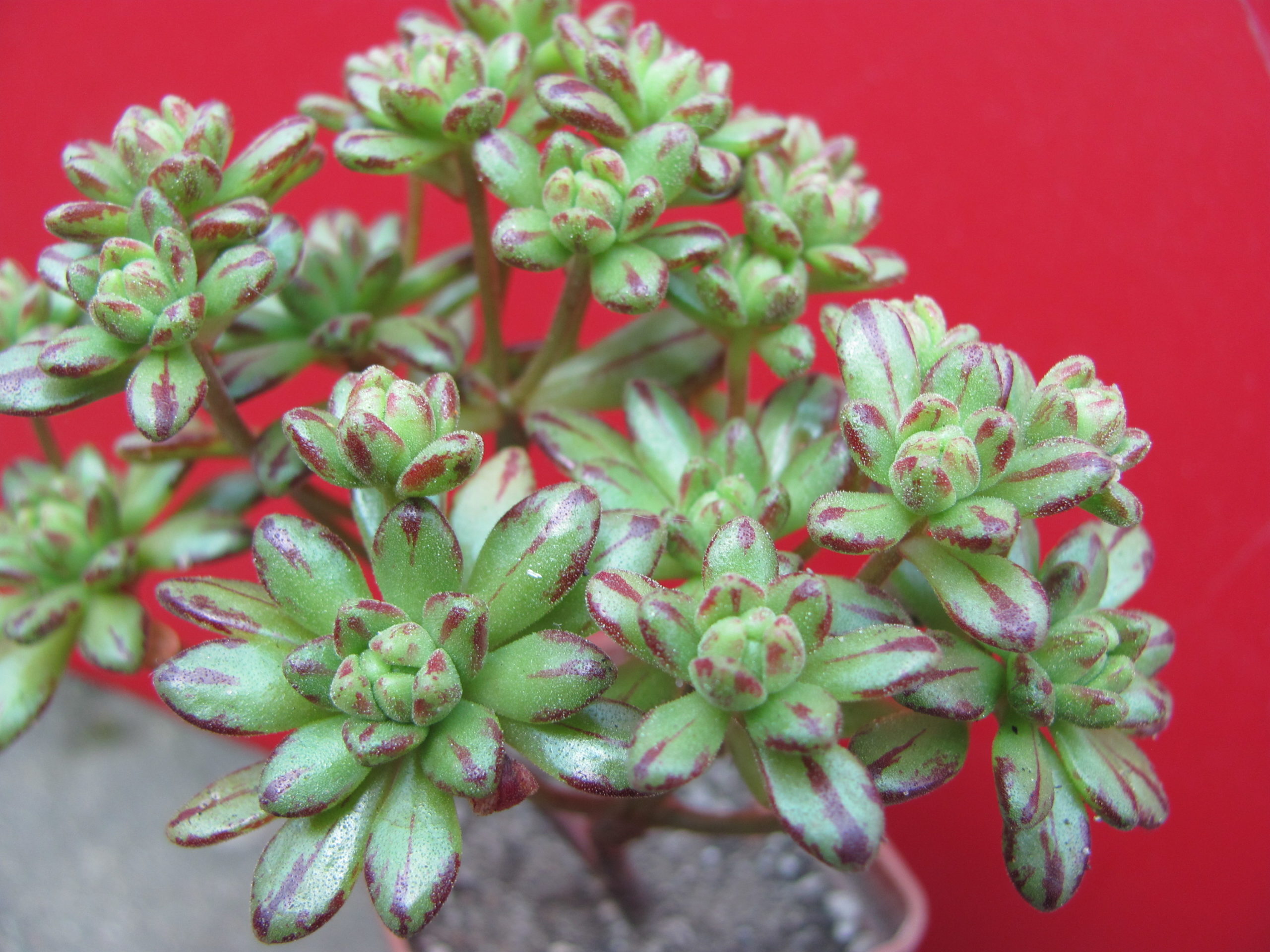 Aeonium   sedifolium