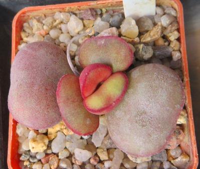 adromischus marianae aurus