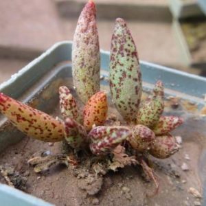 adromischus marianiae hybrid