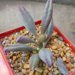 adromischus kubusensis