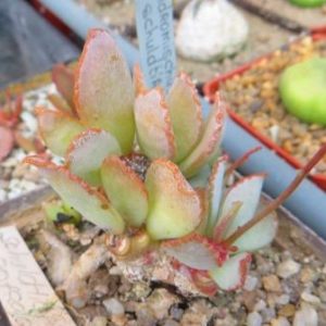 adromischus shuldianus pofader