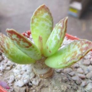 adromischus trigynus